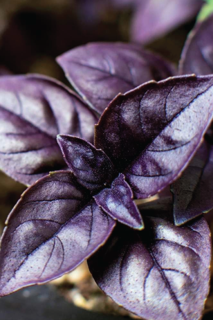 DARK OPAL BASIL SEED <br> بذور الريحان دارك أوبال