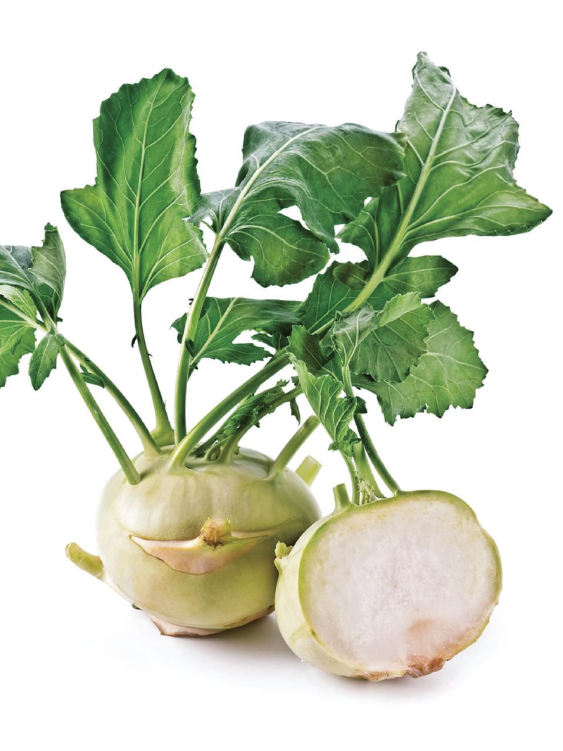 ORGANIC KOHLRABI SEEDLING <br> شتلات اللفت الألماني