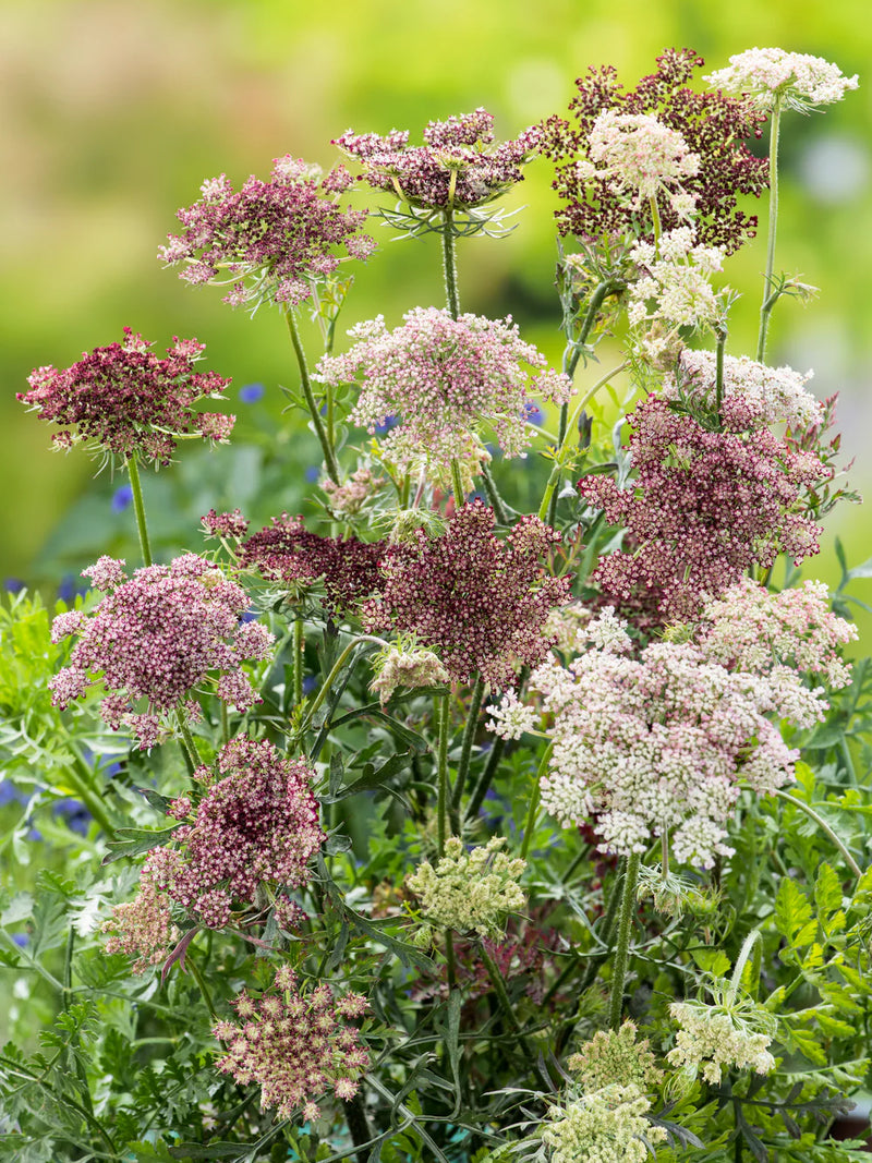 DARA FLOWER SEEDLING <br> شتلات زهور الدارا