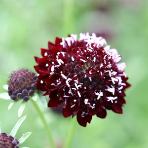 MIX SCAPHISOA FLOWER SEEDLING      شتلات زهور السكافيسوا مكس