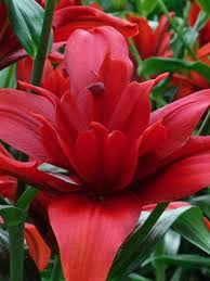 EAGLE BLADE LILIUM FLOWER BULBS <br>أبصال زهور الليليوم إيقل بليد