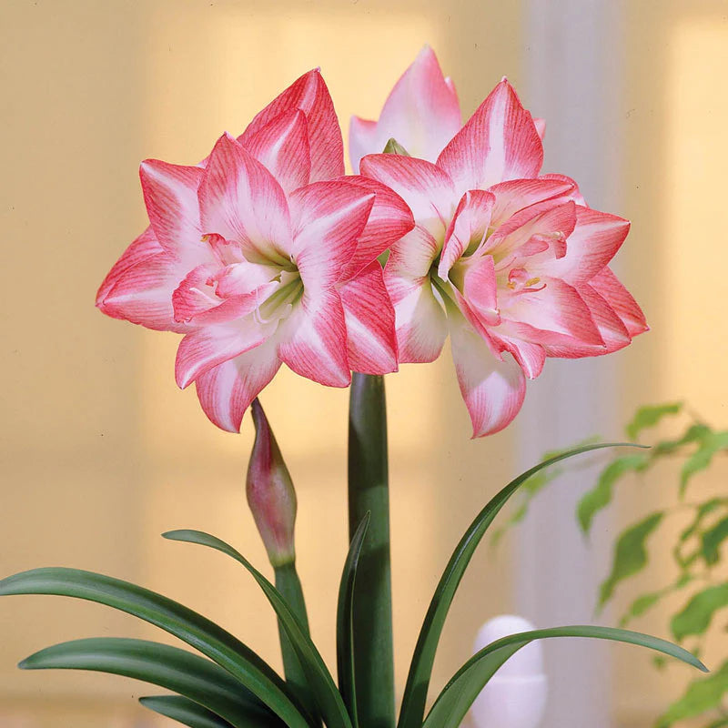 PEACOCK AMARYLLIS HIPPEASTRUM FLOWER BULBS <br>أبصال أمارلس هيبيستروم الطاووس