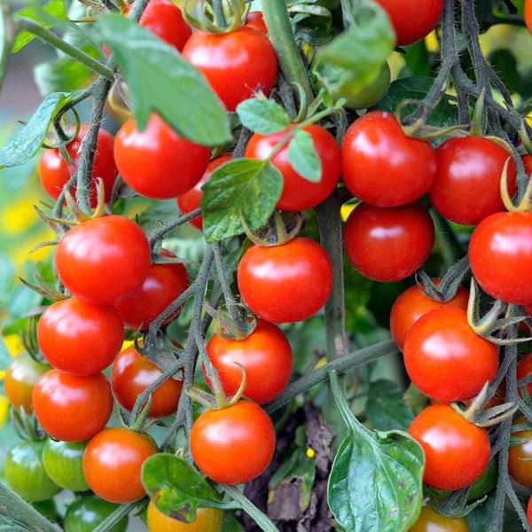 ORGANIC JAPANESE CHERRY TOMATO SEEDLING <br>شتلات الطماطم الكرزي الياباني العضوية
