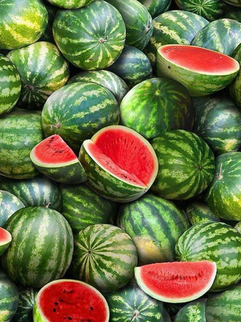 STRIPED WATERMELON SEEDLING <br> شتلات البطيخ الأحمر المخطط