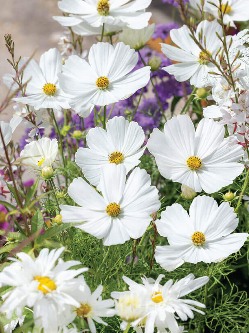 COSMOS WHITE BUSHY SEEDLING <br> شتلات زهور كوزموس وايت بوش