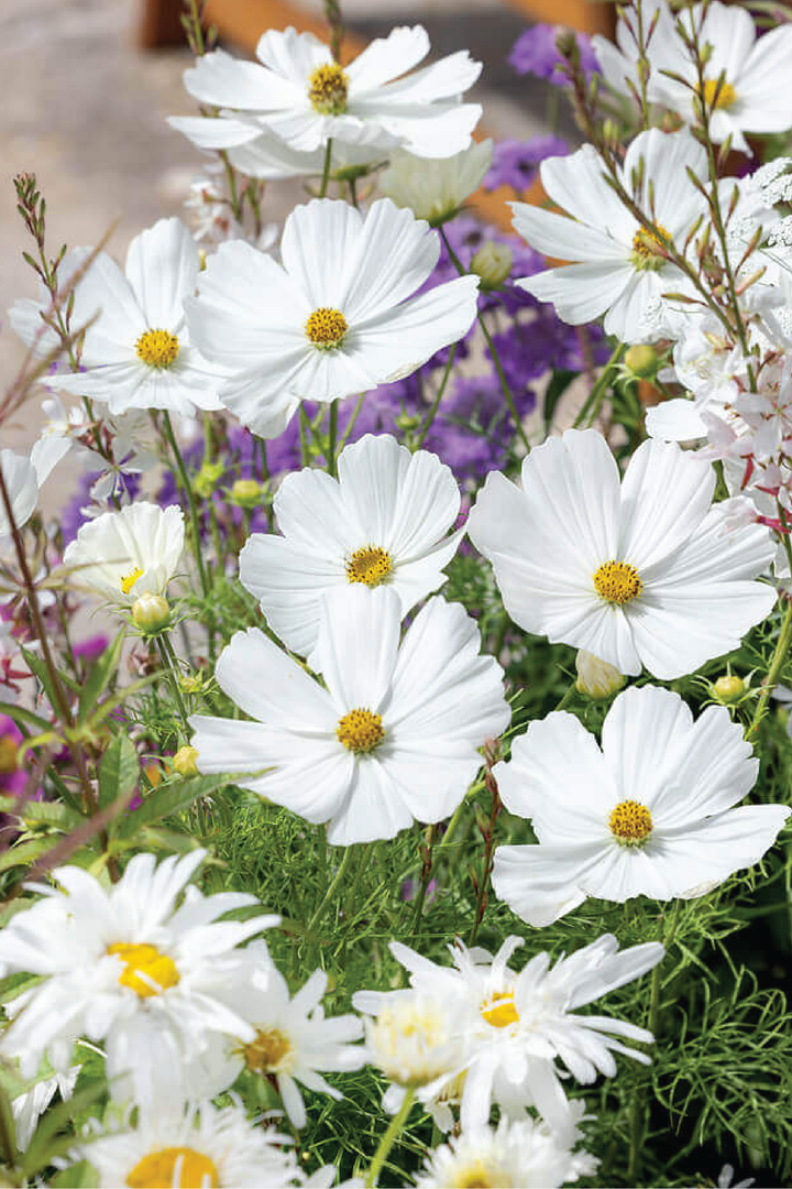 COSMOS WHITE BUSHY SEEDLING <br> شتلات زهور كوزموس وايت بوش