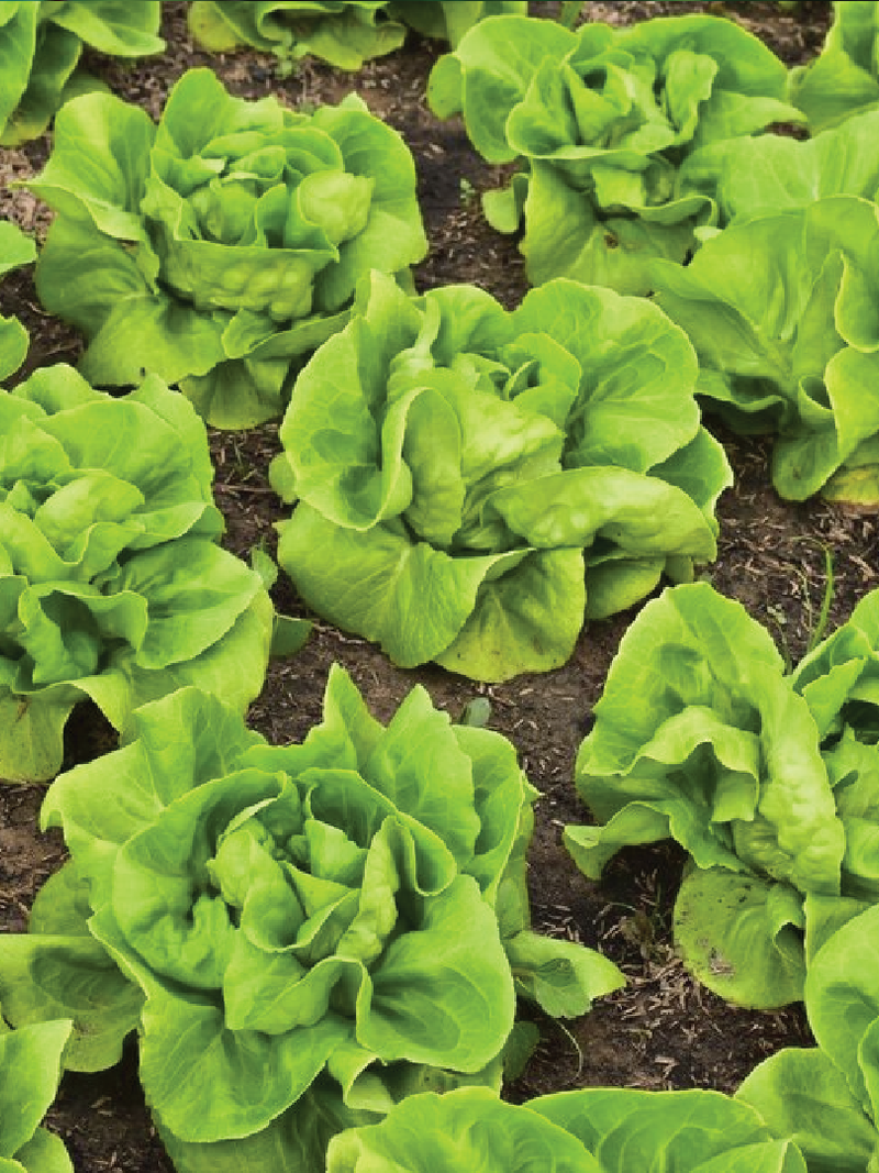 ORGANIC BUTTERCRUNCH LETTUCE SEEDLING<br>شتلات الخس المقرمش العضوية
