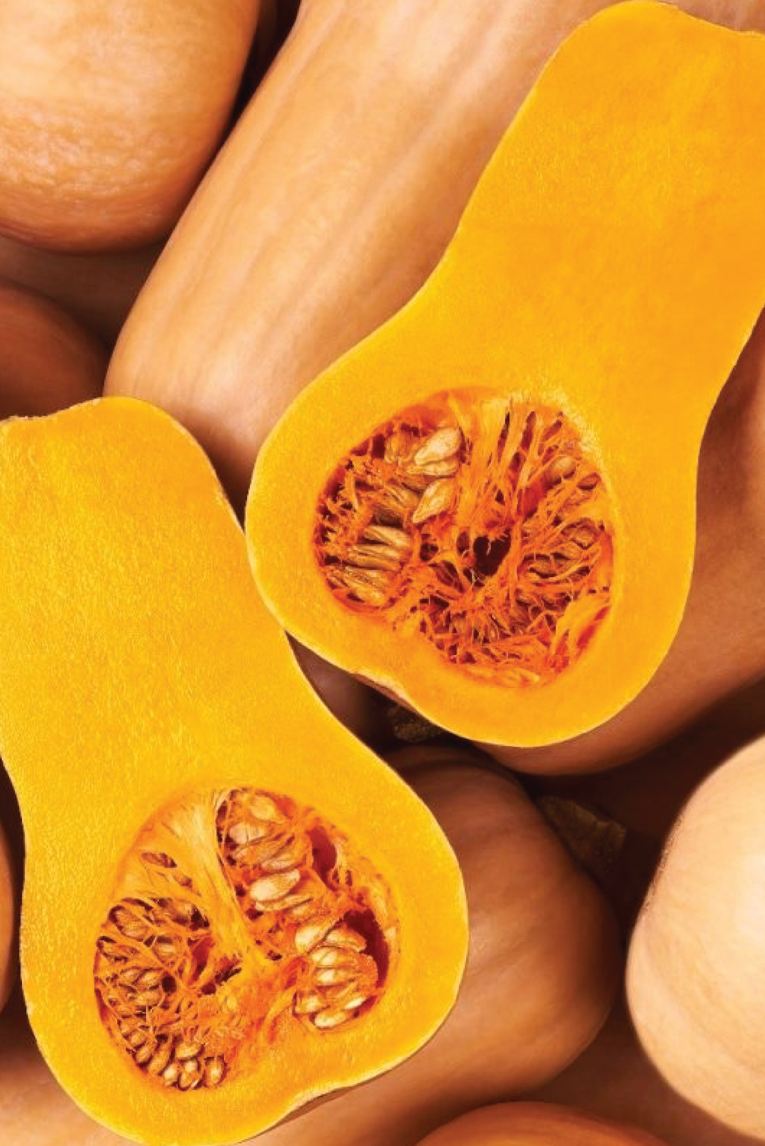 ORGANIC BUTTERNUT SQUASH SEEDLING<br>  شتلات القرع الجوزي العضوية