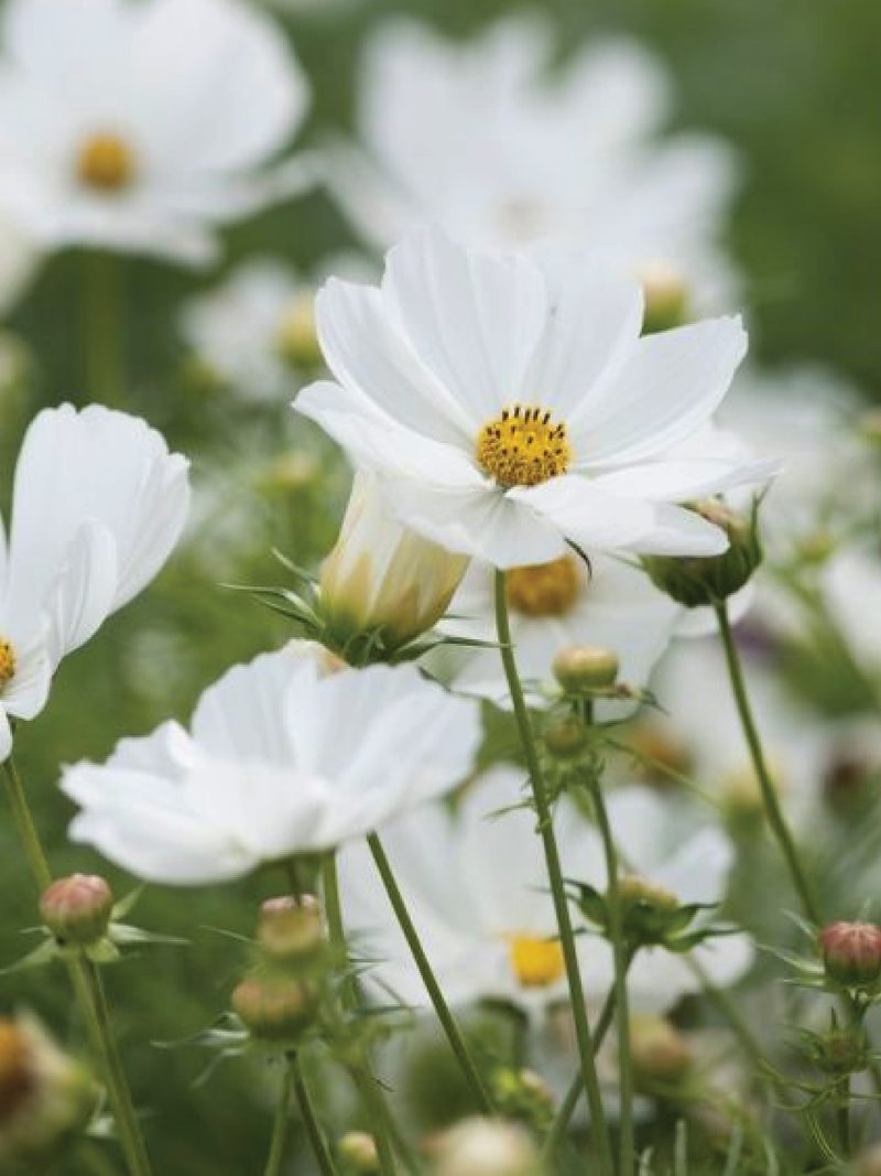 COSMOS WHITE BUSHY SEEDLING <br> شتلات زهور كوزموس وايت بوش
