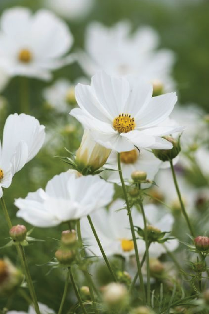 COSMOS WHITE BUSHY SEEDLING <br> شتلات زهور كوزموس وايت بوش