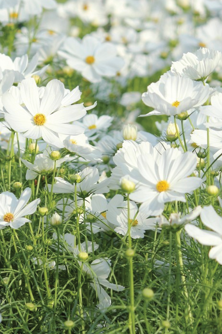 COSMOS WHITE BUSHY SEEDLING <br> شتلات زهور كوزموس وايت بوش