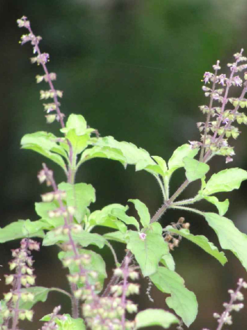 WILD BASIL PLANT