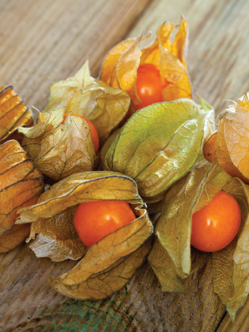 PHYSALIS SEEDS<br> بذور الحرنكش