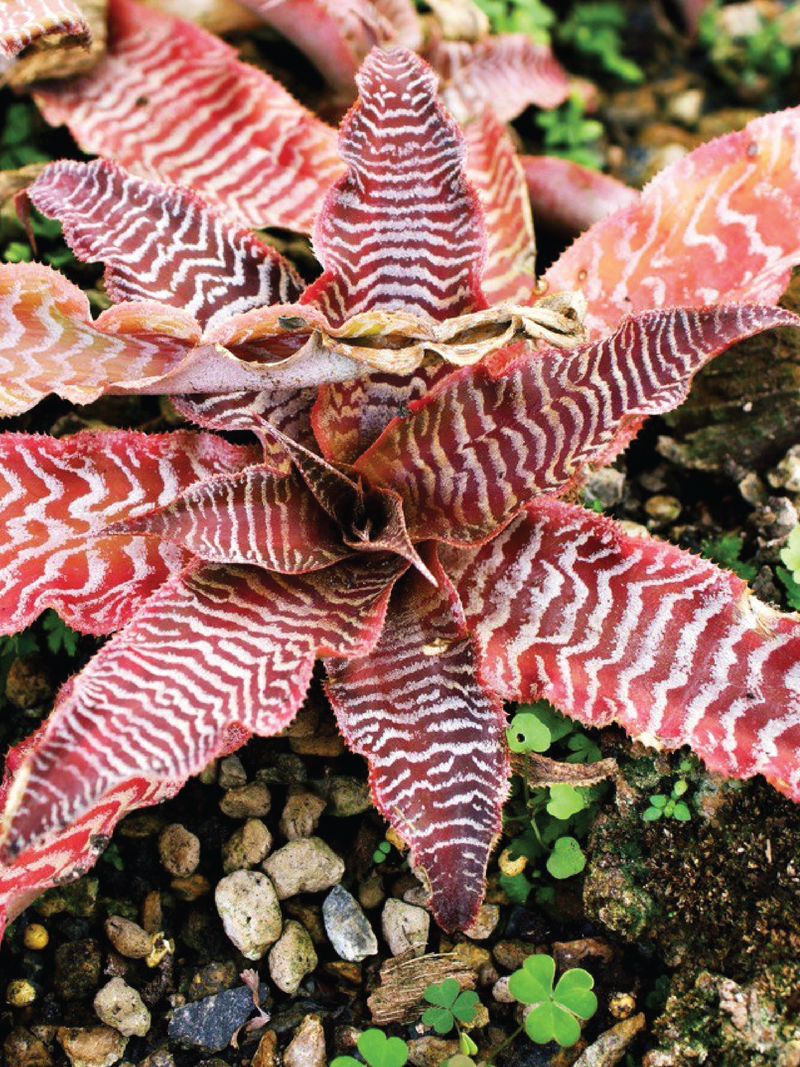 RARE CRYPTANTHUS BIVITTATUS PLANT