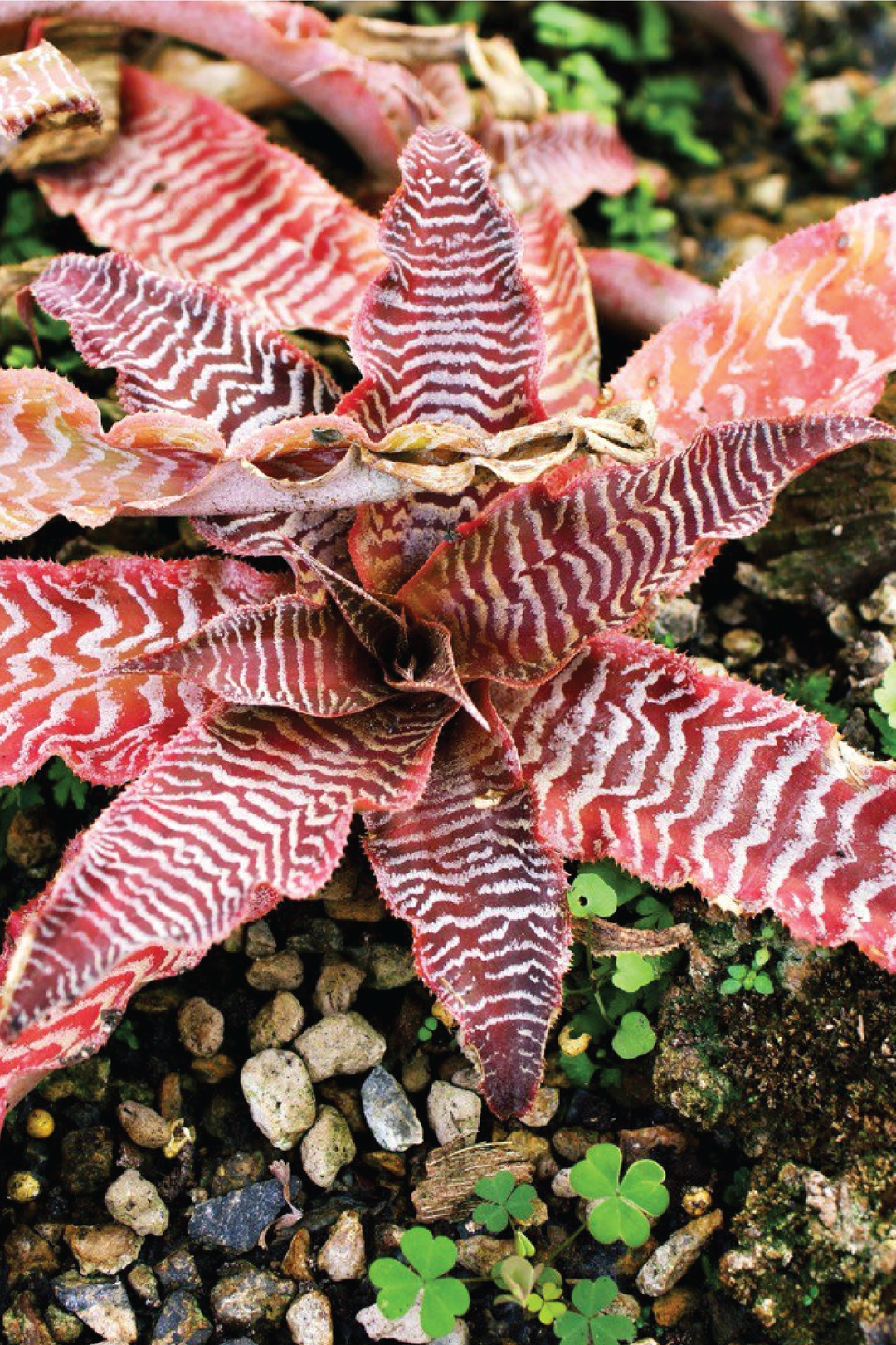 cryptanthus succulent RARE CRYPTANTHUS BIVITTATUS PLANT – Plantology Lab Trading