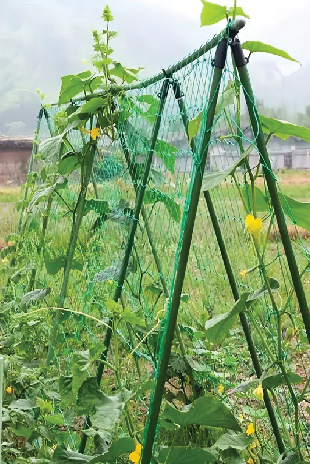 GARDEN NETTING FOR CLIMBING PLANTS <br> شبك للنباتات المتسلقة