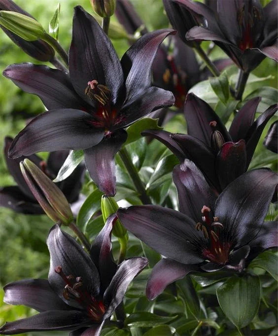 DARK SECERET LILIUM FLOWER BULBS <br> أبصال زهور الليليوم دارك سيكرت