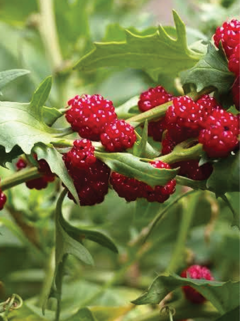 ORGANIC STRAWBERRY SPINACH SEEDLING <br>شتلات سبانخ الفراولة العضوية