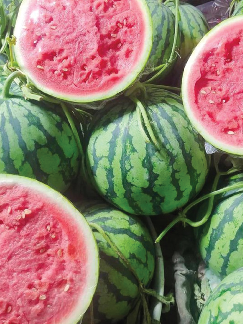 NEW MEIDU WATERMELON SEEDS <br> بذور البطيخ نيو ميدو