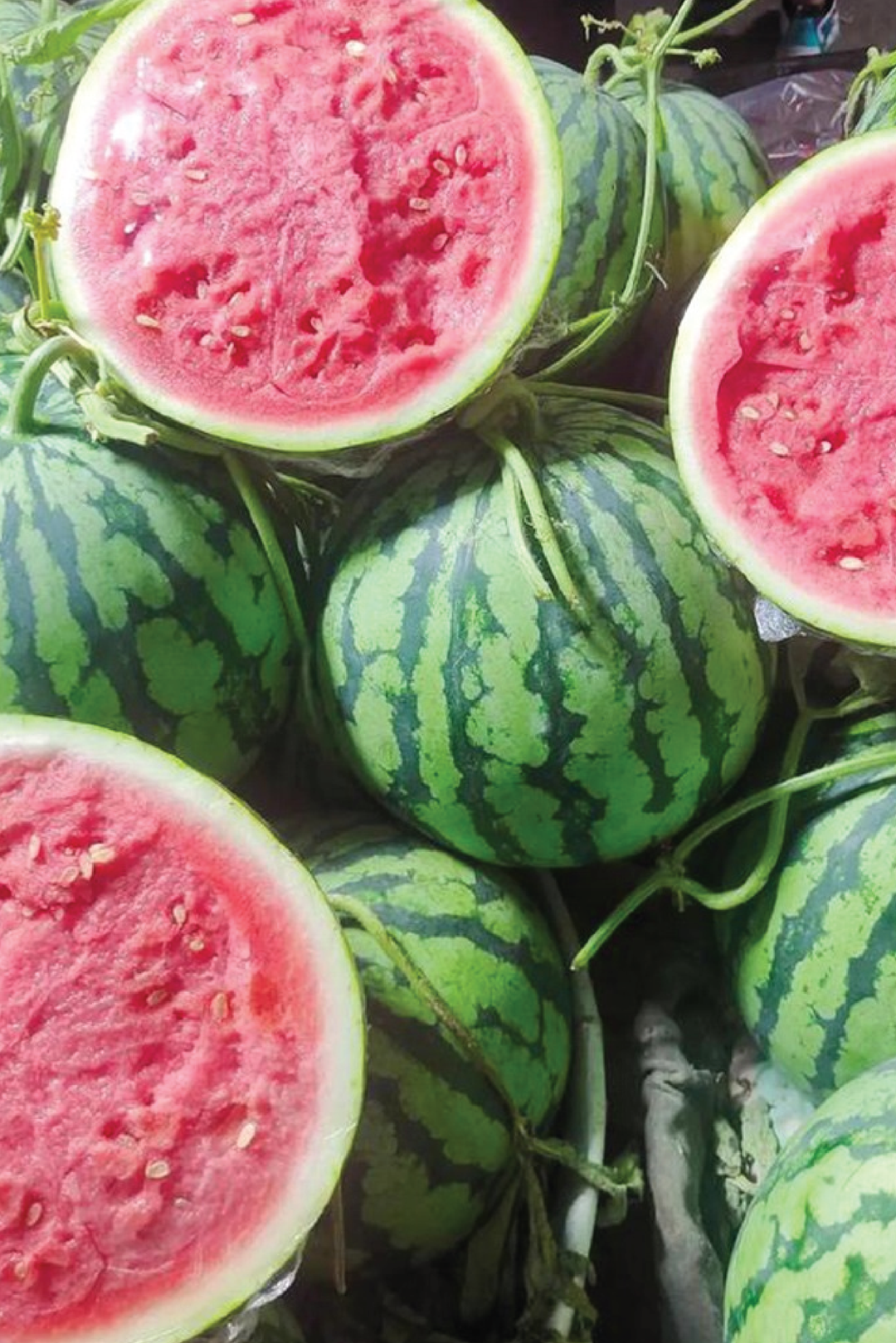 NEW MEIDU WATERMELON SEEDS <br> بذور البطيخ نيو ميدو