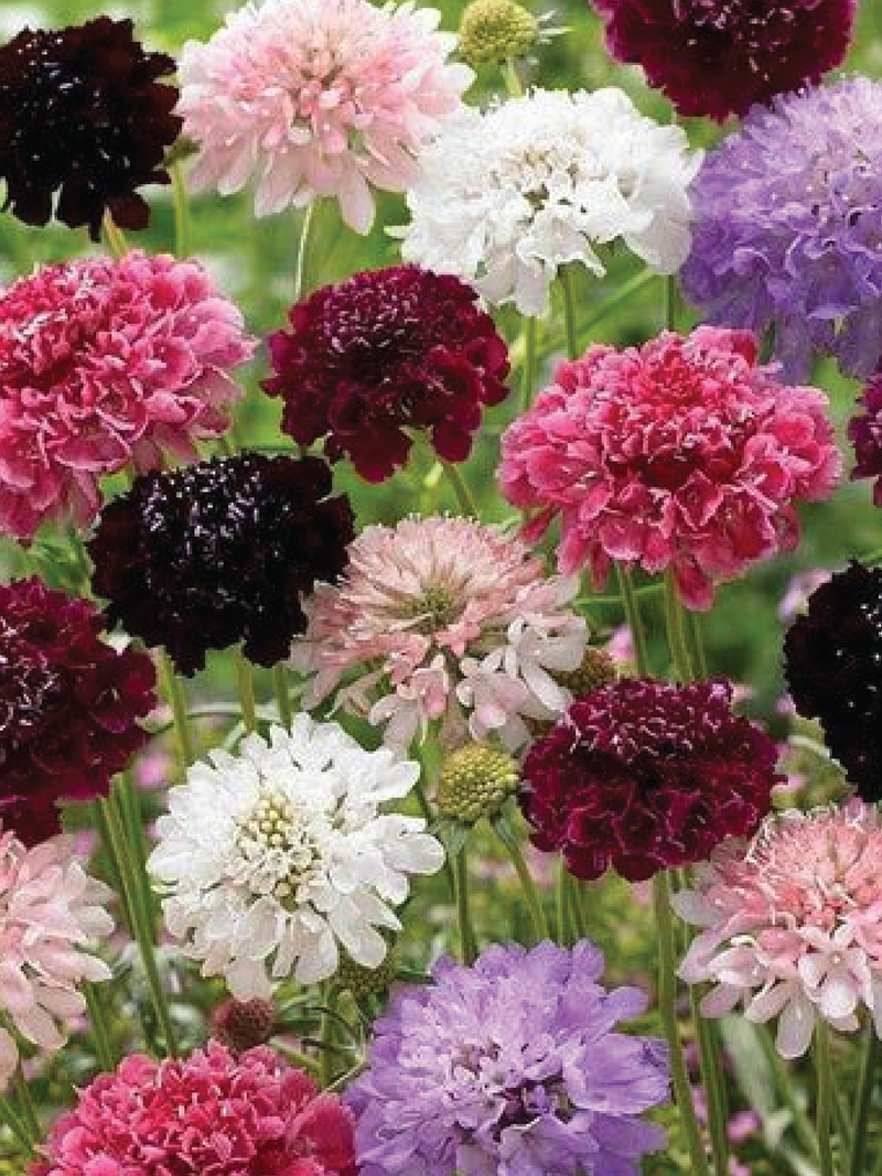 SCABIOSA ATROPURPUREA SEED <br> بذور زهور سكابيوسا أتروبوربوريا