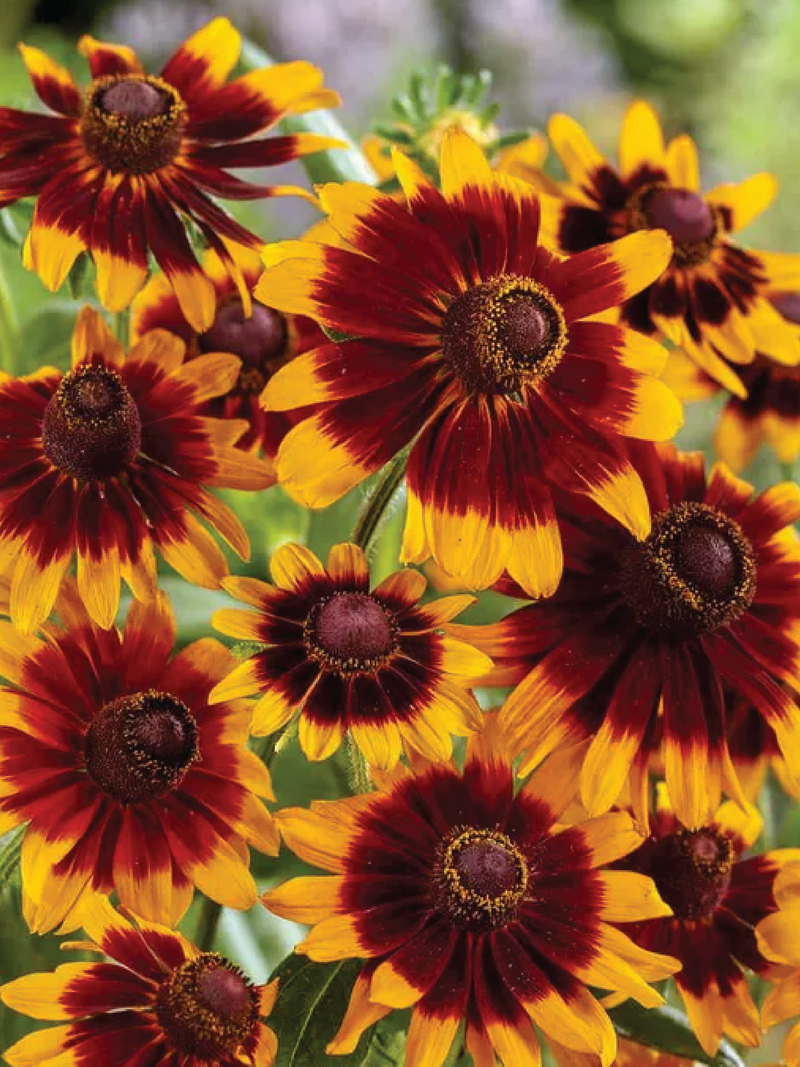 RUDBECKIA ORANGE FUDGE FLOWER SEEDLING <br> شتلات زهور الرودبيكيا اورانج فدج
