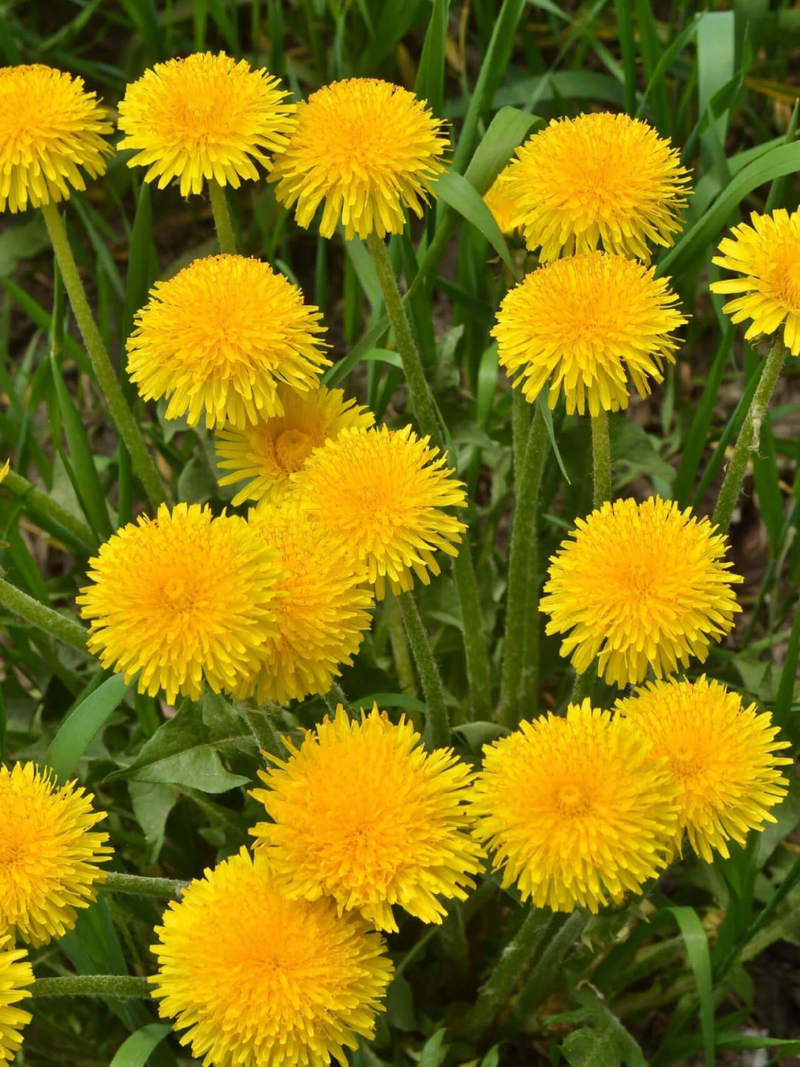 ORGANIC DANDELION SEEDLING