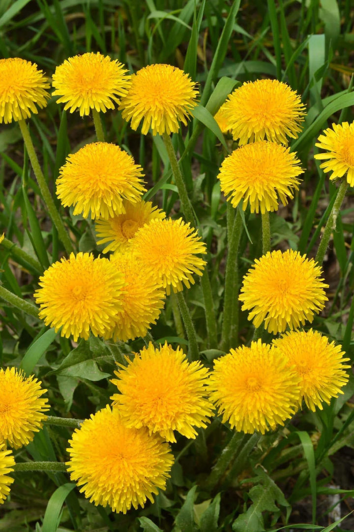WILD DANDELION SEEDS