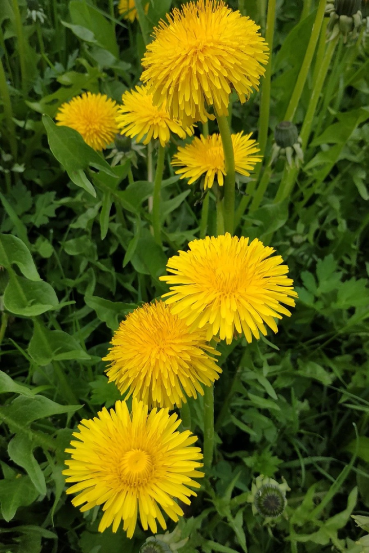WILD DANDELION SEEDS