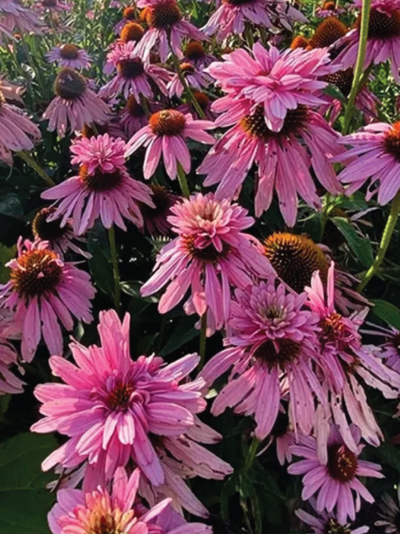 ECHINACEA SUPER DUPER FLOWER SEEDLING <br> شتلات زهور الاكنيشيا سوبر دوبر