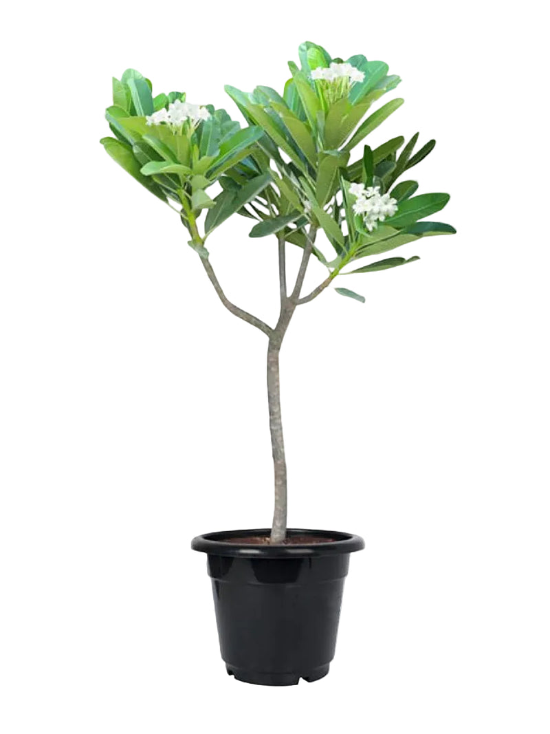 PLUMERIA OBTUSA OR PLUMERIA ALBA - Plantology Lab Trading