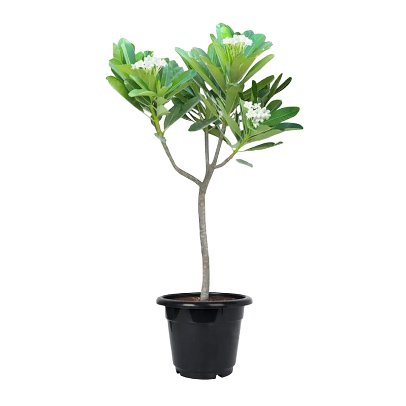 PLUMERIA OBTUSA OR PLUMERIA ALBA - Plantology Lab Trading