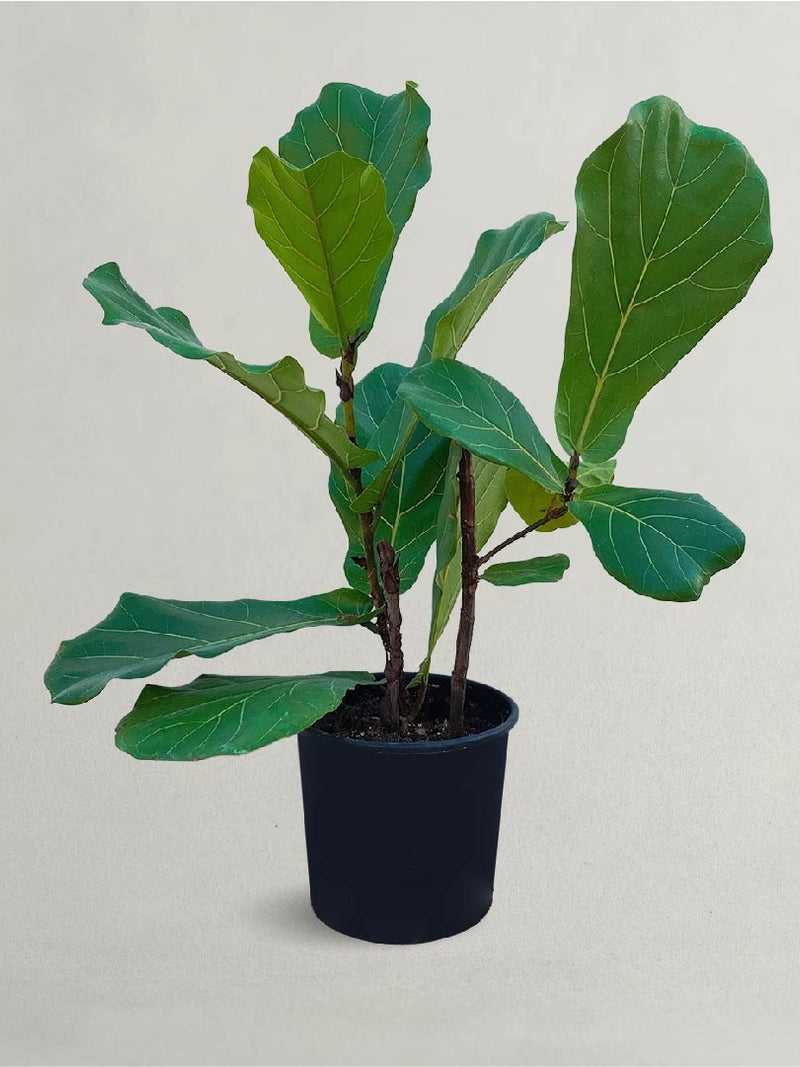 Ficus Lyrata Live Plant - Fiddle Leaf Fig 50cm