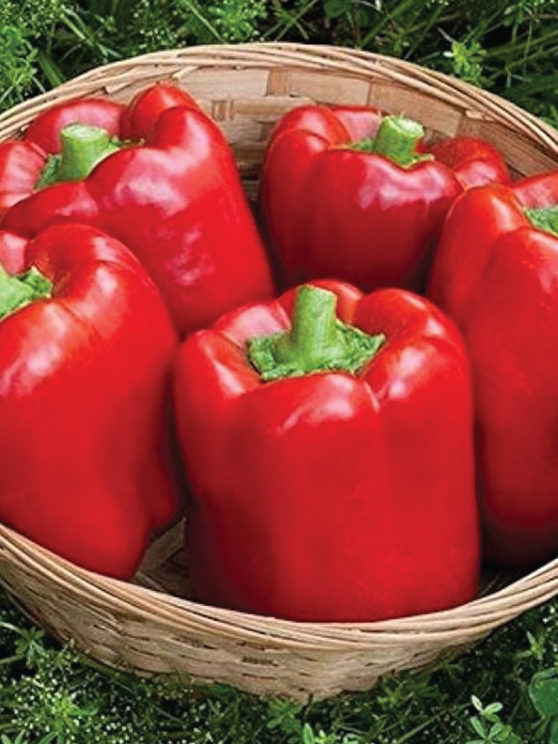 ORGANIC RED CALIFORNIA WONDER CAPSICUM SEEDLING <br> شتلات فلفل كاليفورنيا وندر الاحمر البارد العضوية