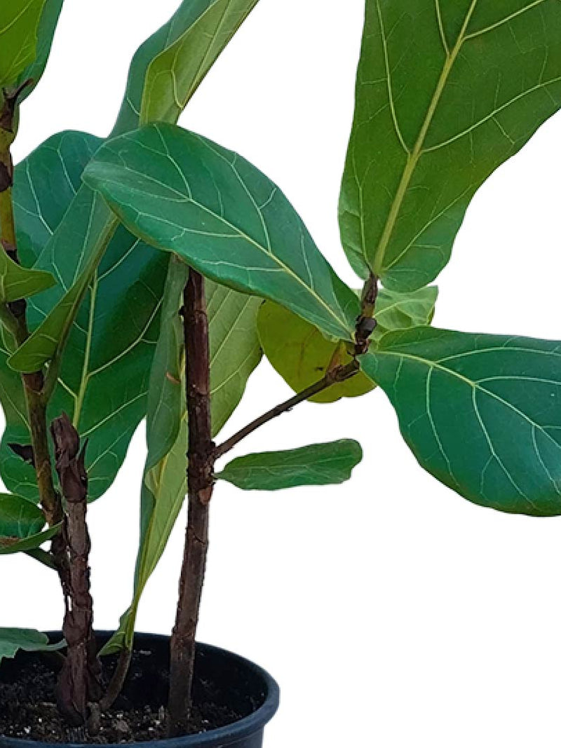 Fiddle Leaf Fig 50cm