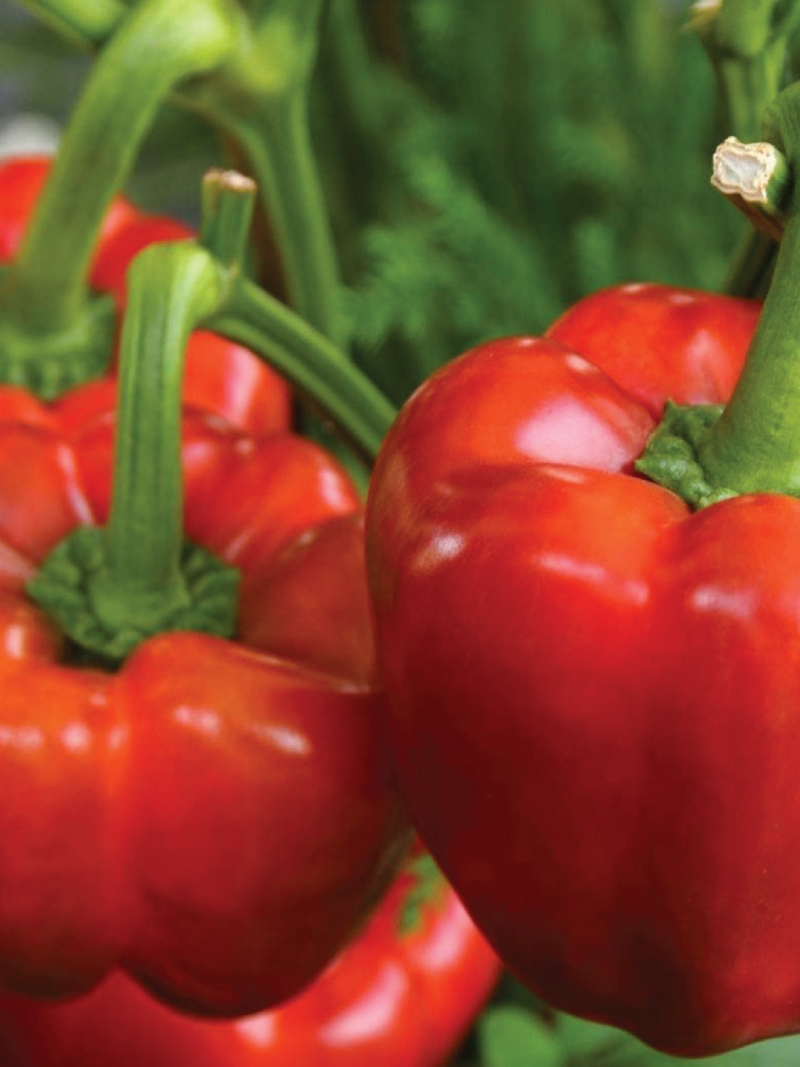 ORGANIC RED CALIFORNIA WONDER CAPSICUM SEEDLING <br> شتلات فلفل كاليفورنيا وندر الاحمر البارد العضوية