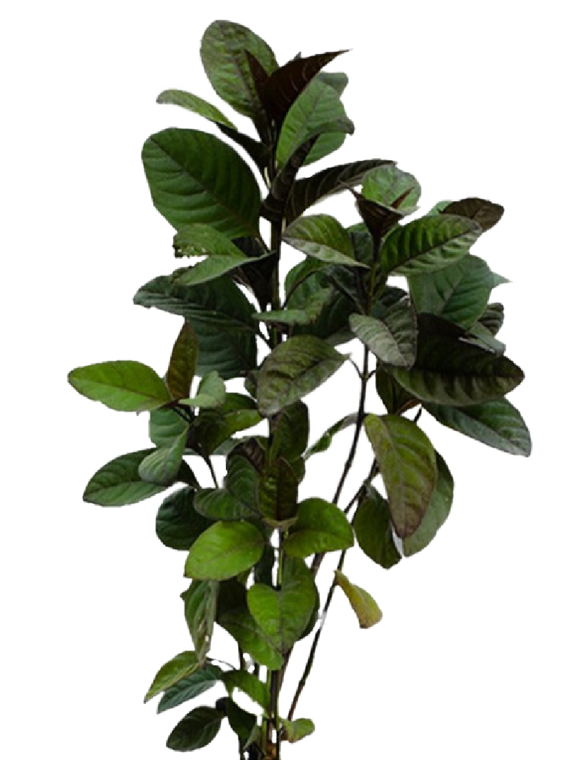 Pseuderanthemum Plant