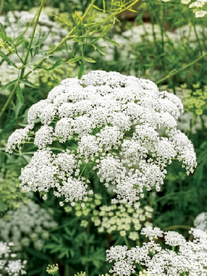 AMMI FLOWER SEEDS