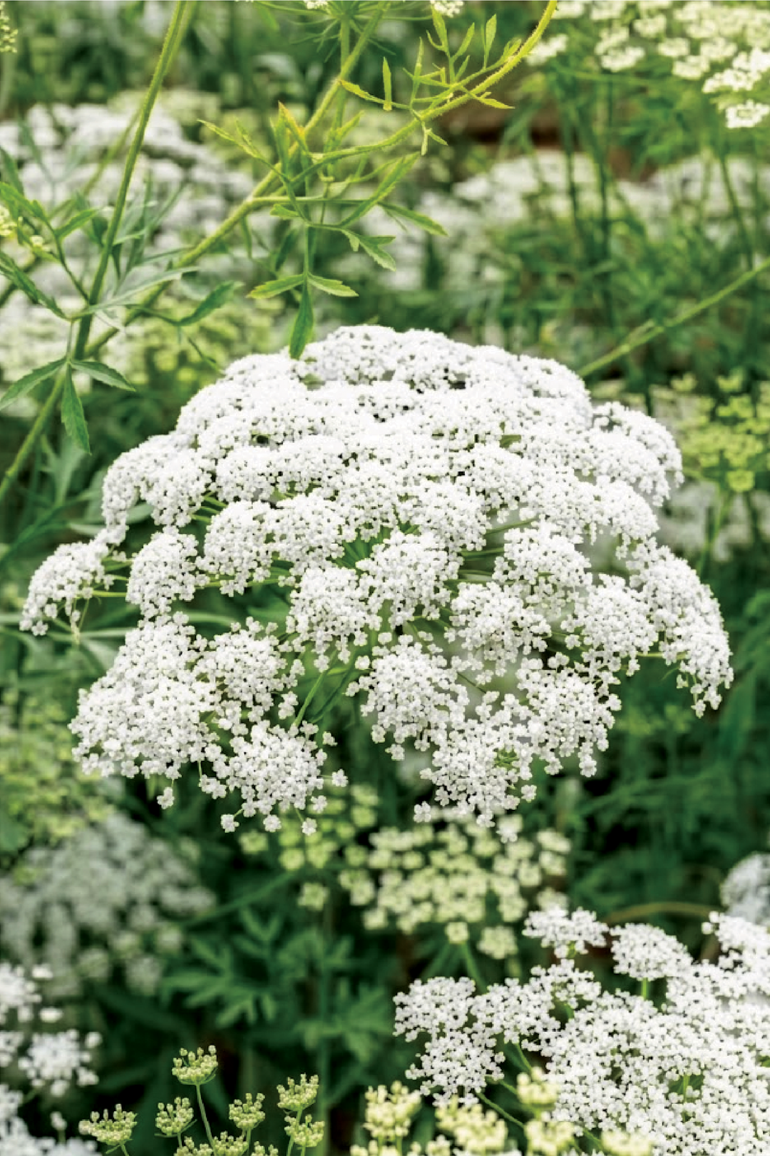 AMMI FLOWER SEEDLING