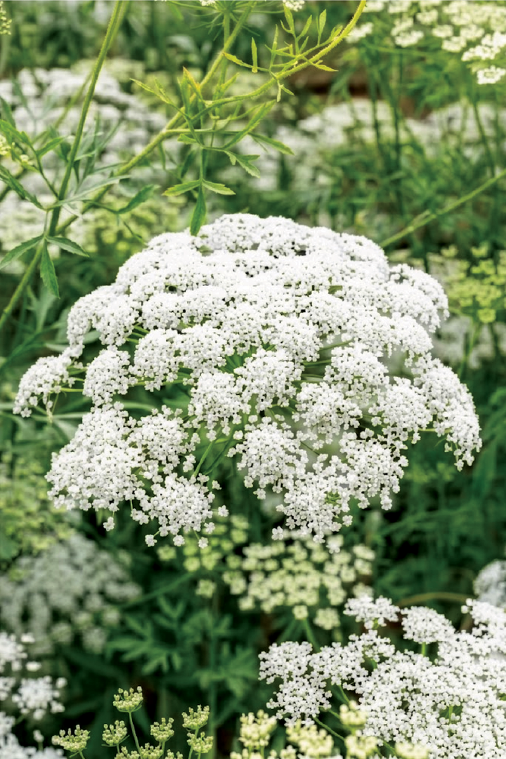 AMMI FLOWER SEEDLING