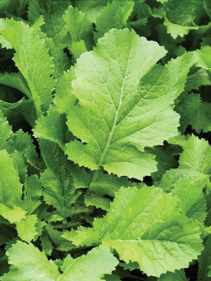 ORGANIC MUSTARD SEEDLING <br>شتلات الخردل العضوية