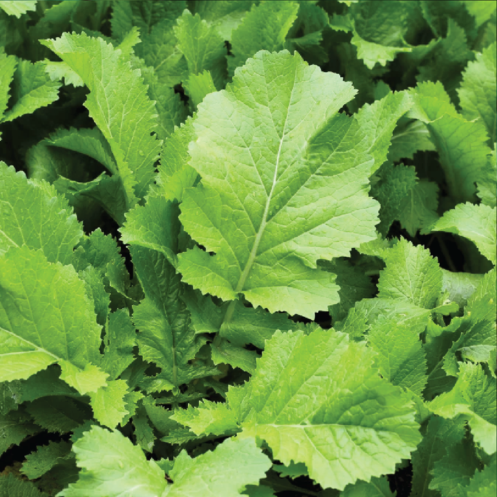 ORGANIC MUSTARD SEEDLING <br>شتلات الخردل العضوية