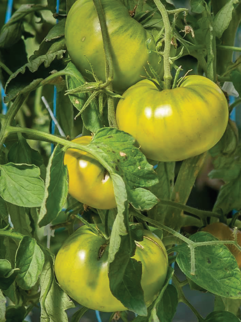 ORGANIC GREEN CHEROKEE TOMATO SEEDLING <br>شتلات الطماطم العضوية شروكي قرين