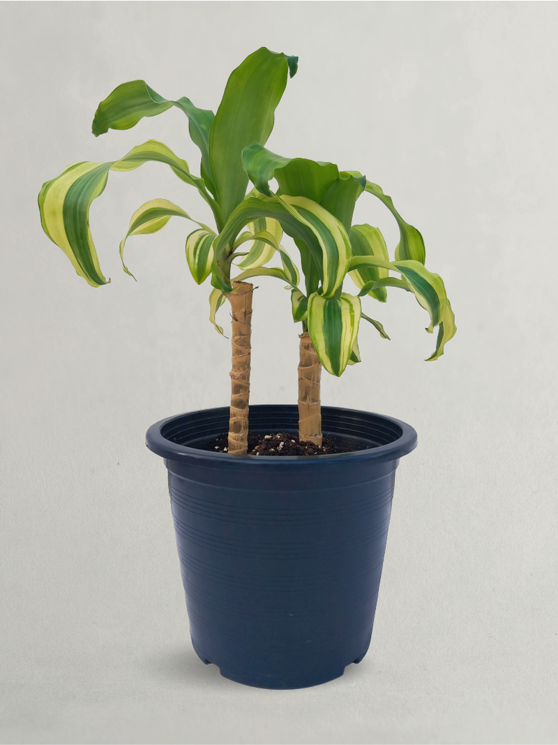 DRACENA MASSANGEANA