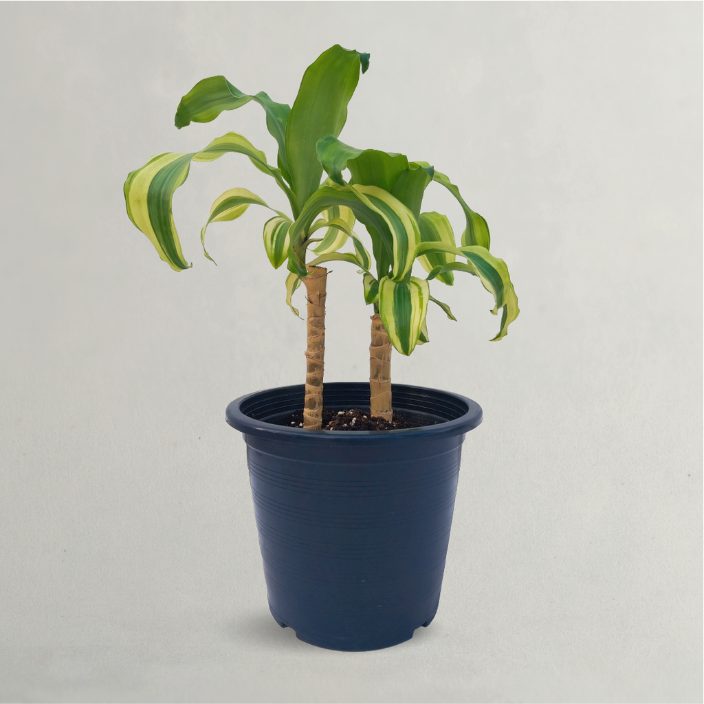 dracaena massangeana plant Dracena Massangeana Indoor Plant Buy Now in Dubai – Plantology Lab Trading