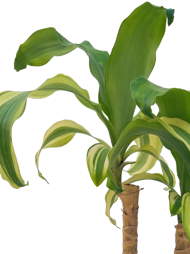 DRACENA MASSANGEANA