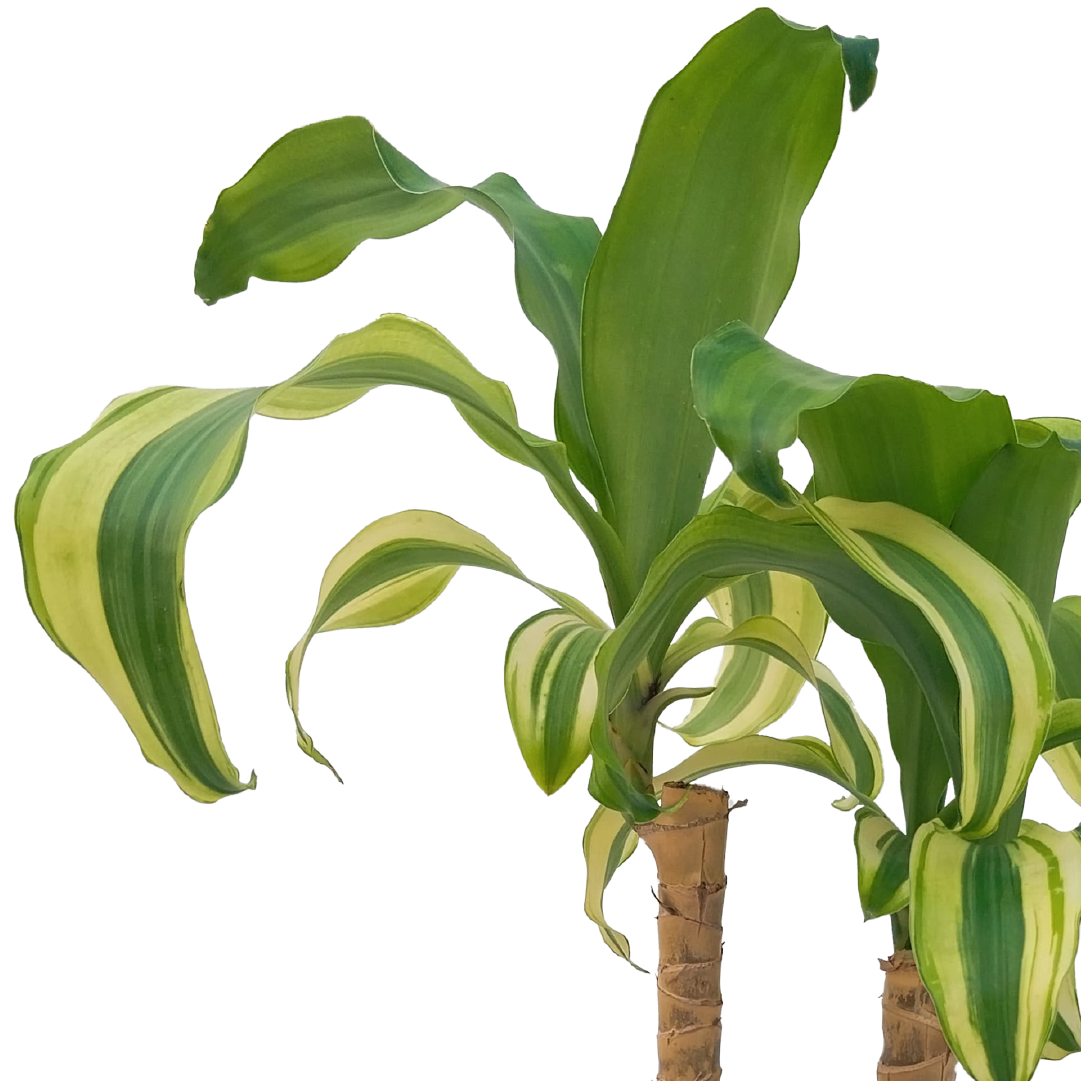 dracaena leaves curling Dracena Massangeana Indoor Plant Buy Now in Dubai – Plantology Lab Trading