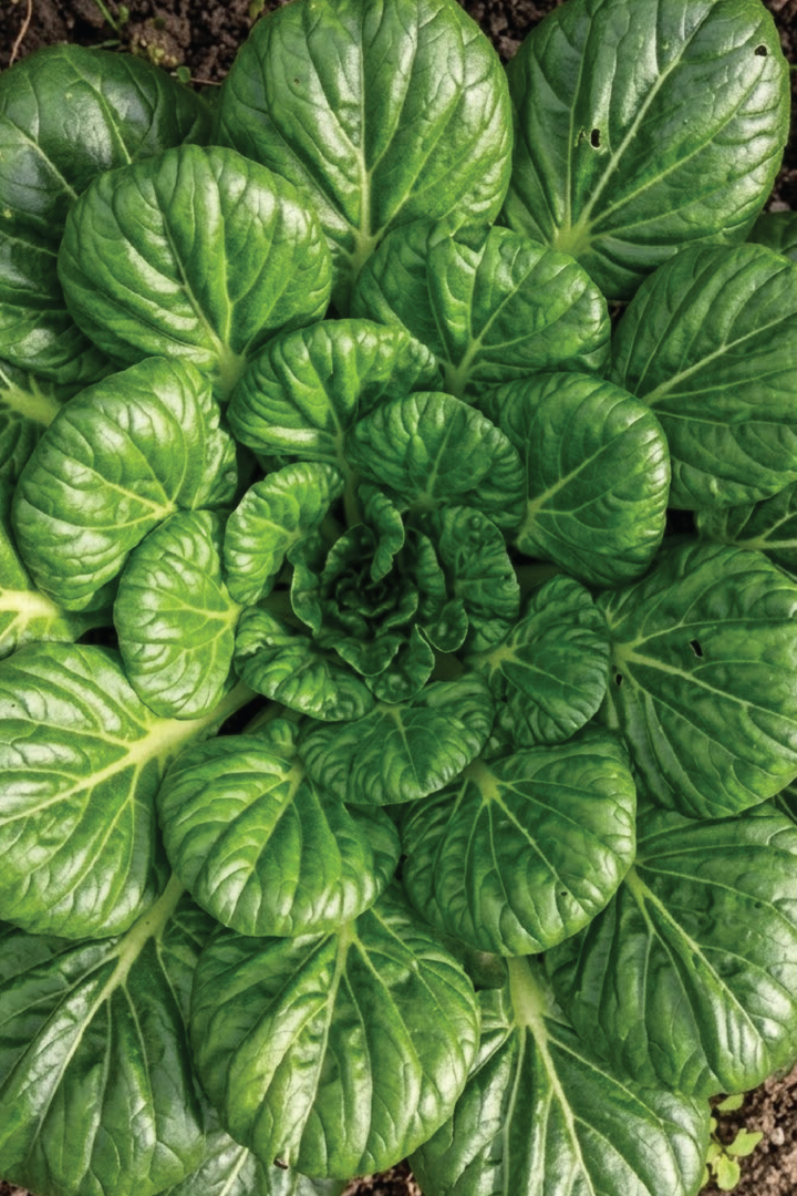 ORGANIC MUSTARD TATOSI SEEDLING