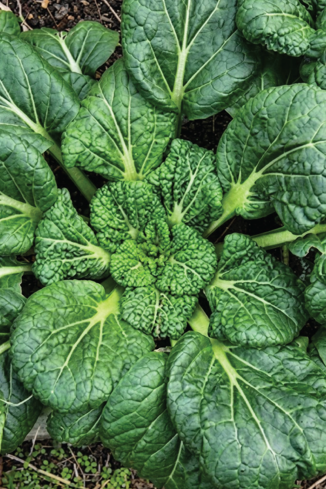 ORGANIC MUSTARD TATOSI SEEDLING