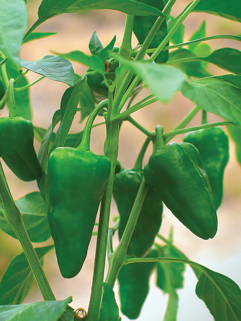 ORGANIC PEPPERON PEDRON SEEDLING شتلة فلفل بيدرون العضوية